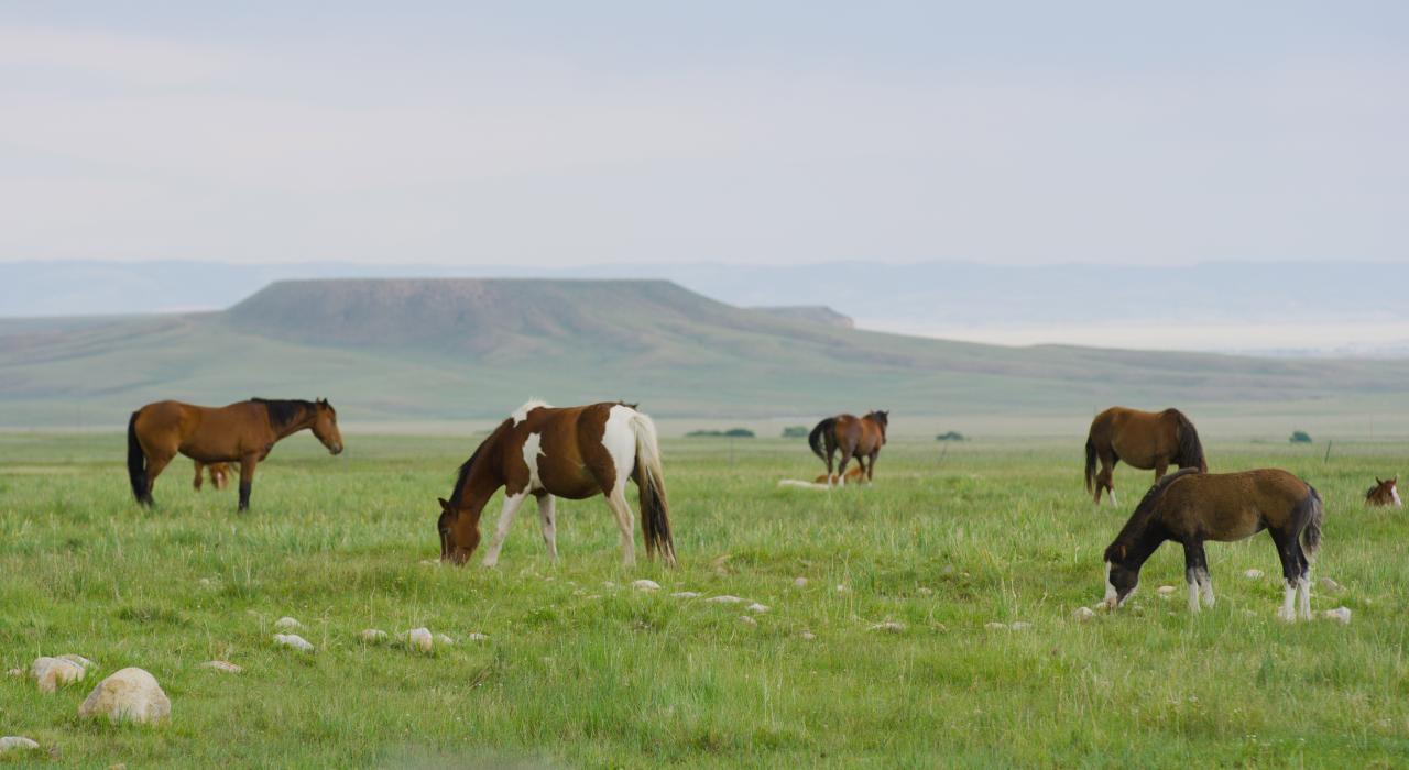 Horses grazing on a pristine prairie near Deerwood Wild Horse EcoSanctuary