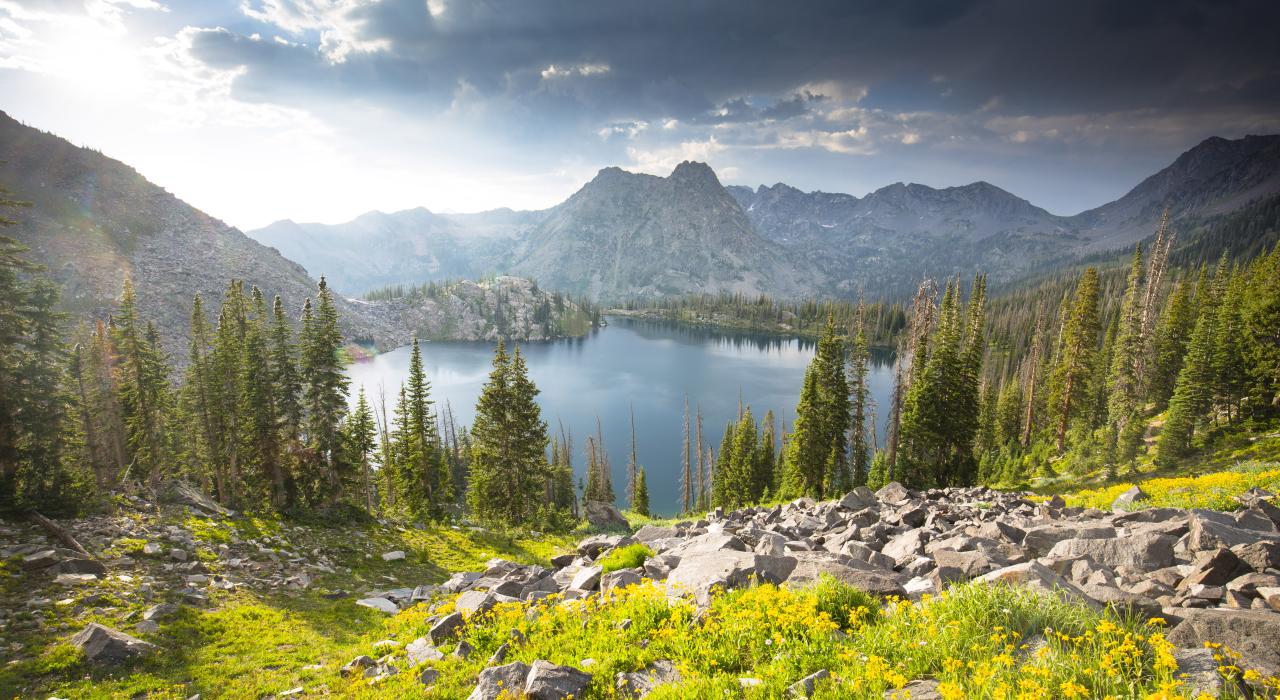 저컬 와일더네스 산에서의 울창한 녹지