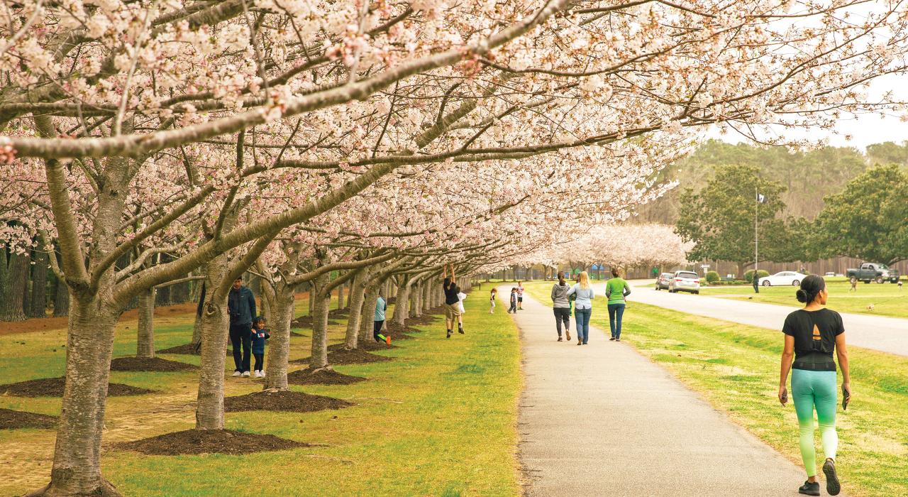 Cherry blossoms fill the trees at Red Wing Park