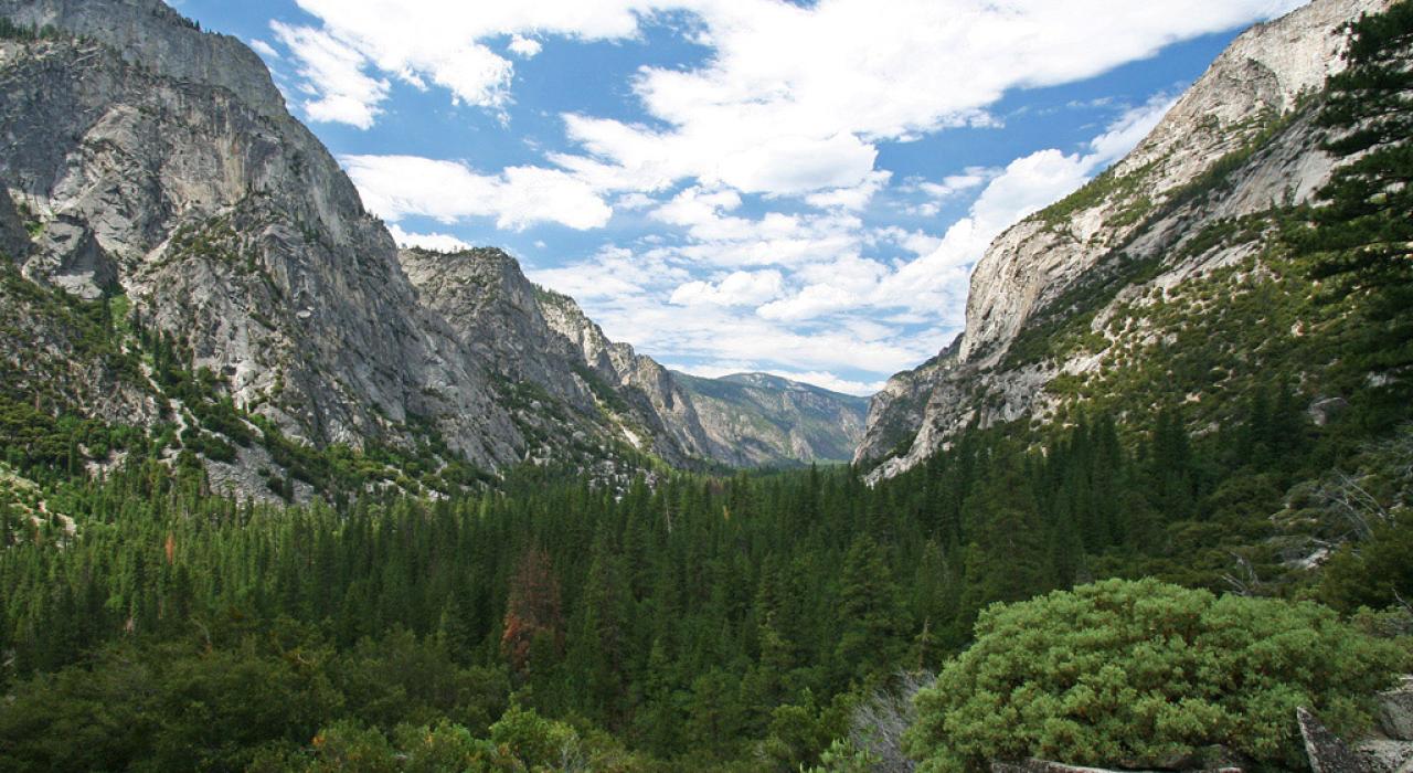 Vista do bosque de cedros no Kings Canyon National Park